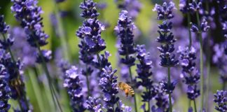 Odores de flores reduzem a resposta agressiva das abelhas frente a ameaças odores de flores