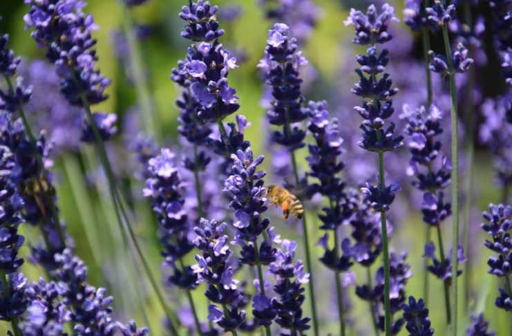Flores que fazem a diferença: como manter as abelhas nutridas o ano inteiro odores de flores