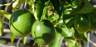 Polinização agrícola é alternativa de renda para pequenos e médios apicultores