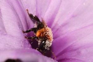 abelha-flor-lilás-Crédito-Michael-Hrncir