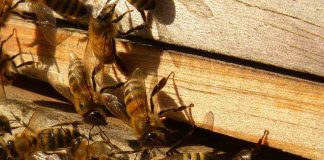 Estudo indica que desaparecimento de abelhas está ligado ao comércio global Estudo indica que desaparecimento de abelhas está ligado ao comércio global