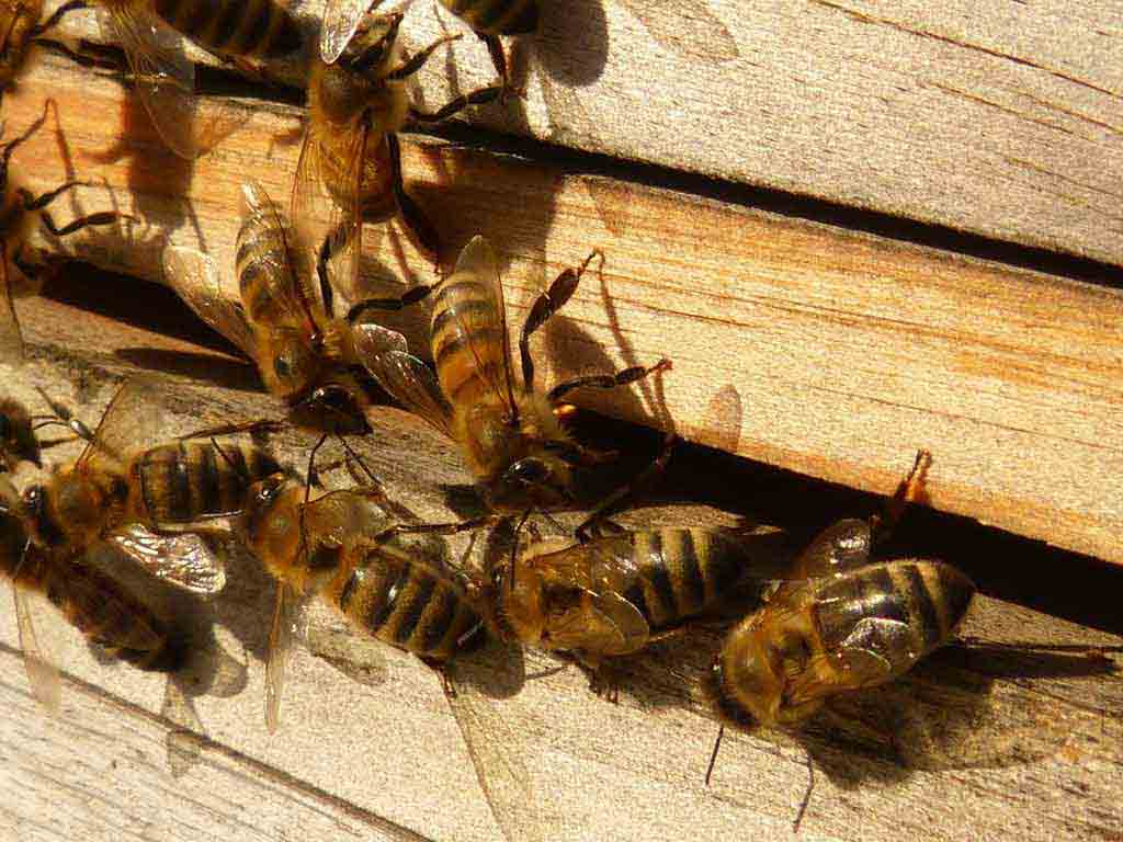 Abelhas em risco devido à seca e produtores de mel com quebras