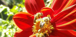 Parceria prevê a criação de sistema de rastreabilidade da própolis vermelha Parceria para sistema de rastreabilidade da própolis vermelha