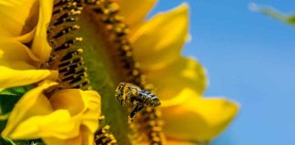 Empresa quer usar abelhas para distribuir agrotóxico
