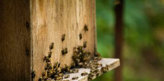 Seagro orienta apicultores sobre alimentação complementar para as abelhas