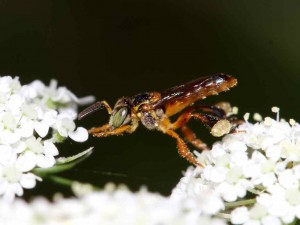 jatai-em-flor-de-cenoura