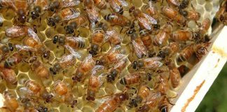 Epagri/SC inicia ações preventivas contra besouro que pode destruir colmeias