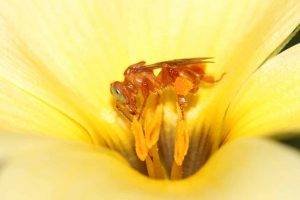 abelha-olho-de-vidro