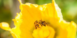 CBD apresenta relatório da IPBES em reunião preparatória para a COP 13