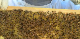 Apicultura é alternativa de renda e de diversificação