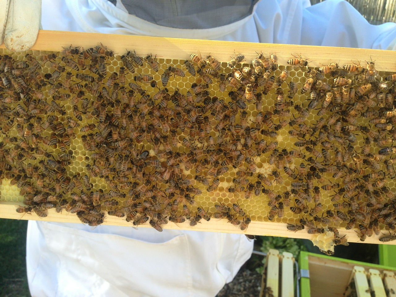 apicultura 2