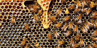 Crianças aprendem sobre produção de mel em Porangatu