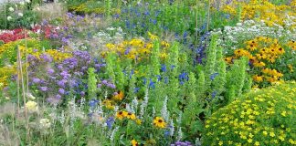 22 de maio – Dia Internacional da Diversidade Biológica