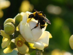 Bombus-transversalis-Crédito-Marcelo-Cavalcante