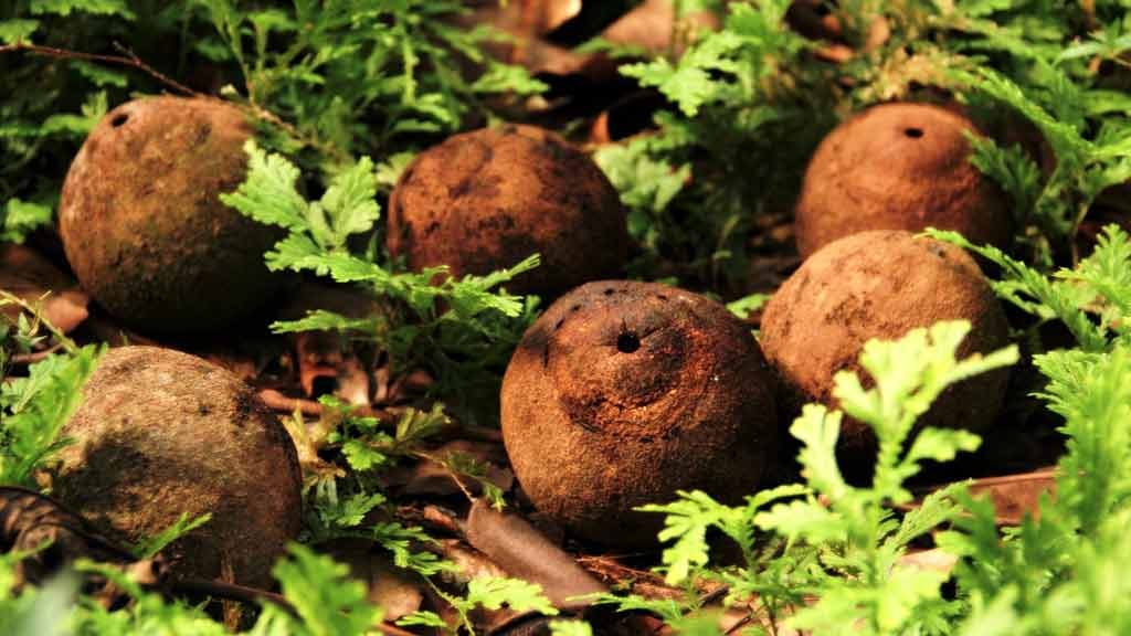 Castanha-do-Brasil-ouriço-Crédito-Ronaldo-Rosa