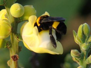 Centris-americana-Crédito-Marcelo-Cavalcante
