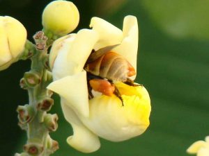 Eulaema-mocsaryi-Crédito-MarceloCavalcante