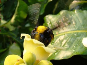 Xylocopa-frontalis-Crédito-Marcelo-Cavalcante