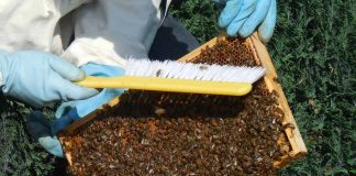 Apicultura do oeste catarinense desenvolve projeto piloto no País