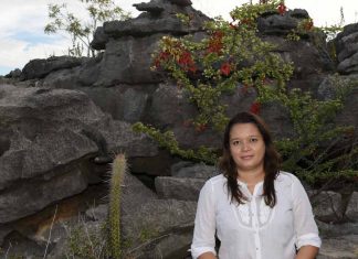 Abelhas sem ferrão – Mecanismos de controle de forrageamento e construção de células de cria em colônias