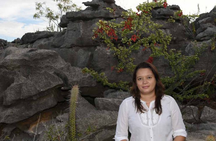 Abelhas sem ferrão – Mecanismos de controle de forrageamento e construção de células de cria em colônias
