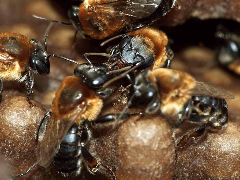 Melipona-subnitida-Crédito-Michael-Hrncir--(4)-red