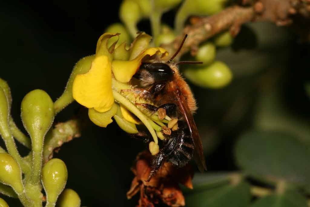 Melipona-subnitida-em-flor-de-Libidibia-ferrea
