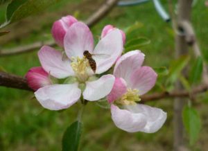 abelha-macieira