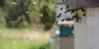 Projeto entregará lote de “rainhas” de alta qualidade genética