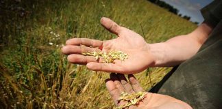 Ministros de América Latina e Caribe traçam rota rumo à agricultura sustentável