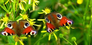 Flores e borboletas já não aparecem ao mesmo tempo