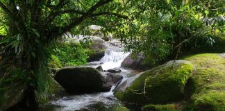 17 de julho – Dia da Proteção das Florestas