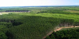Brasil é um dos maiores produtores de florestas plantadas do mundo