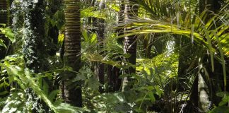 Os serviços ecossistêmicos das florestas tropicais