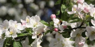 Embrapa Uva e Vinho aborda polinização de macieiras no Rio Grande do Sul