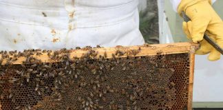 Indicação geográfica é diferencial competitivo na produção apícola