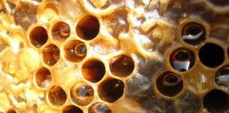 Agroindústria de Januária amplia vendas de mel após receber assistência do IMA