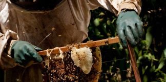 Revisão científica aborda enfraquecimento e perda de colônias no Brasil