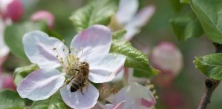 Workshop estimula união entre apicultores e fruticultores