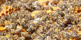 Apicultores se reúnem para troca de experiências em Cambará do Sul