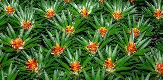 Abelhas e bromélias indicam importância da polinização para equilíbrio ambiental