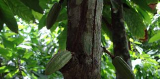 Agricultura sintrópica espelha funcionamento da floresta