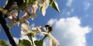 São Paulo realiza o VIII Encontro Paulista de Biodiversidade