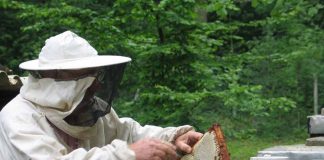 Técnicos e agricultores aprendem sobre manejo de apiários em Santa Catarina