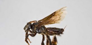 Abelha solitária visita flores em busca de pólen e óleo