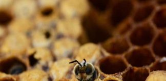 Pesquisa com abelhas entusiasma estudantes