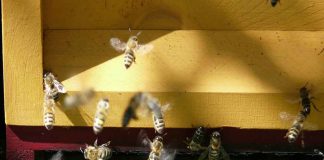 Açúcar gera estado semelhante à emoção positiva em abelhas