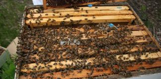 Criação racional e uso integrado de abelhas promove interação entre agricultores