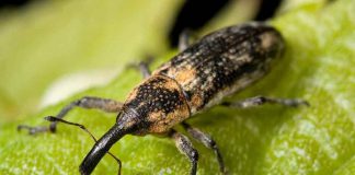 Insetos invasores custam ao homem US$ 77 bilhões anuais