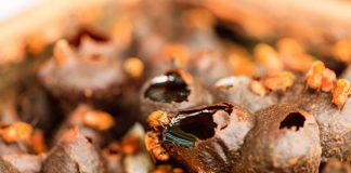 Peabiru lança campanha para autorização de manejo simplificado da meliponicultura